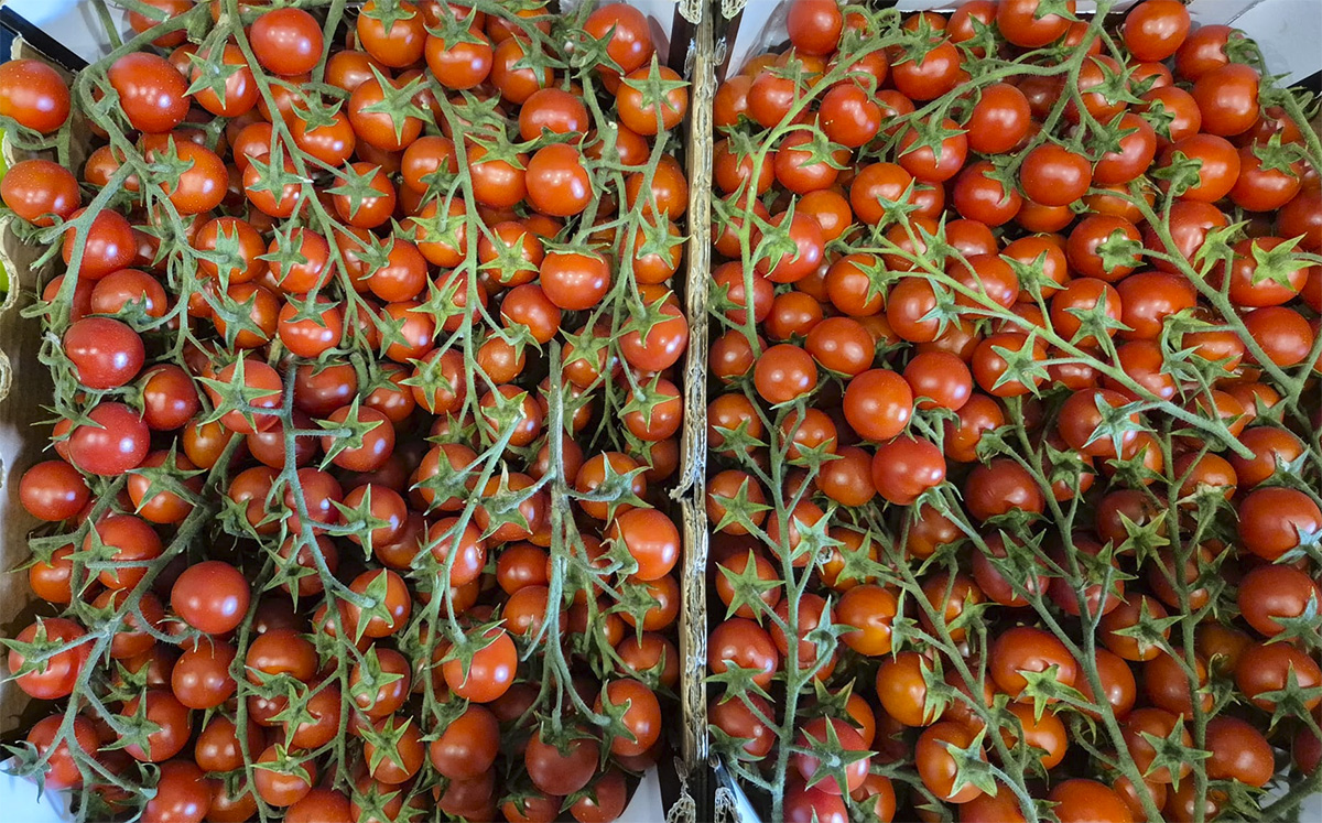 Ciliegino - Sicilia - 2,20 euro al chilogrammo